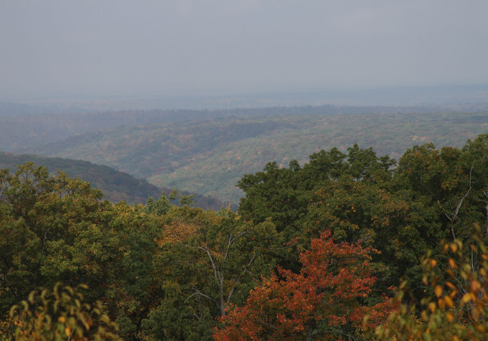 Looking Out Over Cook Forest