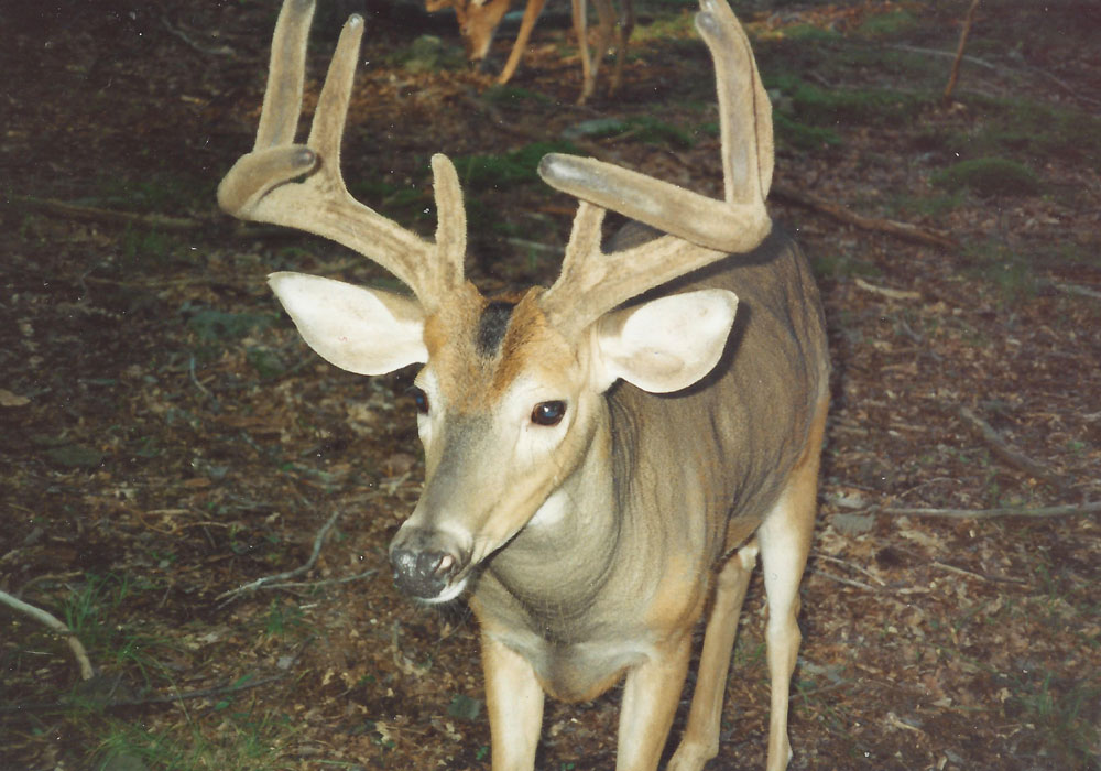Deer on Double Diamond Deer Ranch