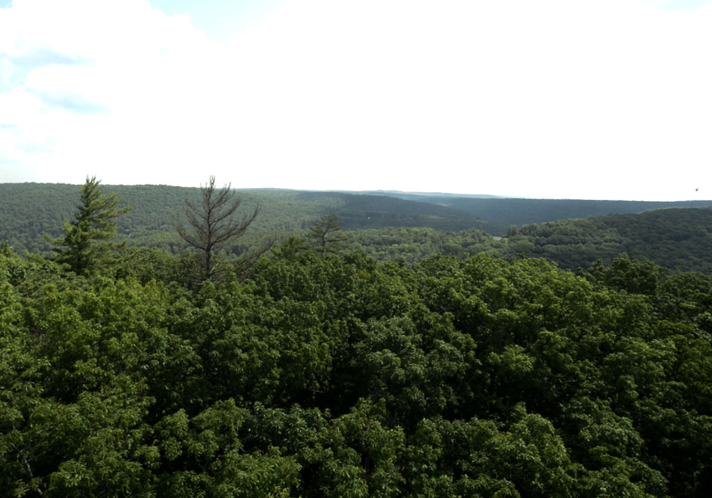 View From Fire Tower